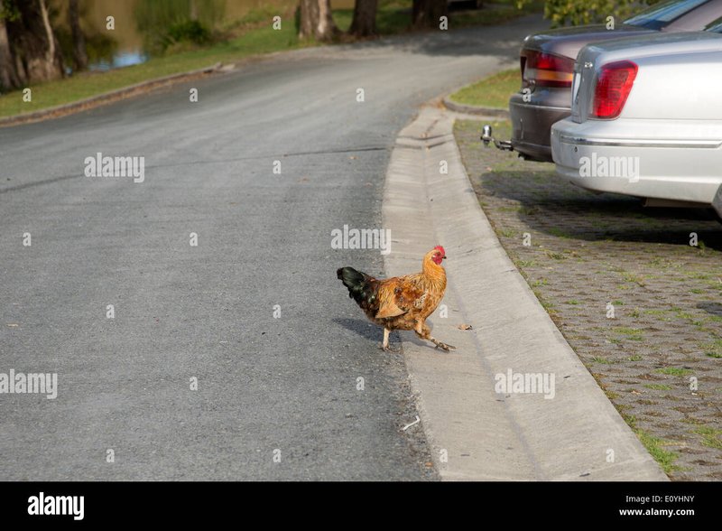 Explore chicken road game